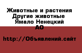 Животные и растения Другие животные. Ямало-Ненецкий АО